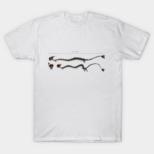 Bean measurements T-Shirt